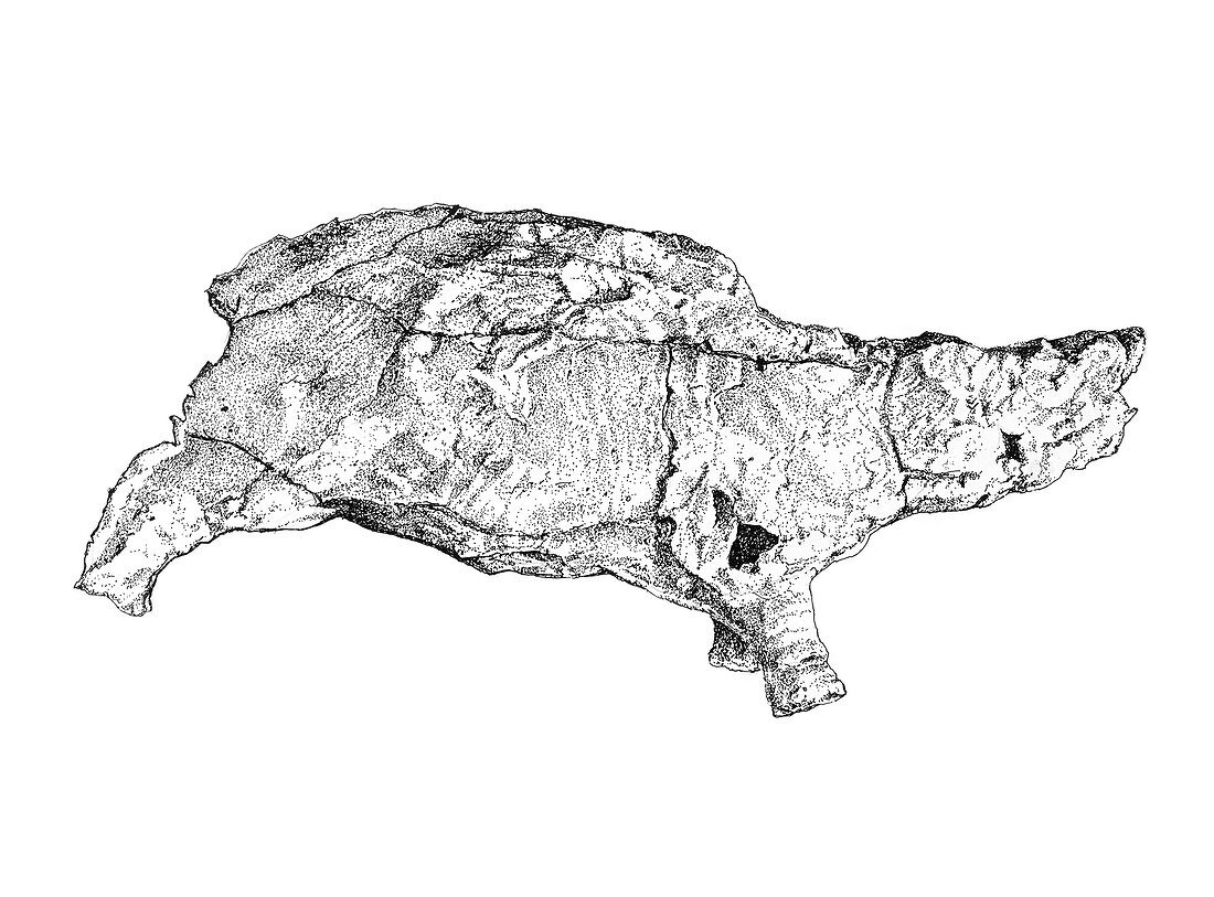 Prehistoric rhinoceros fossil, illustration