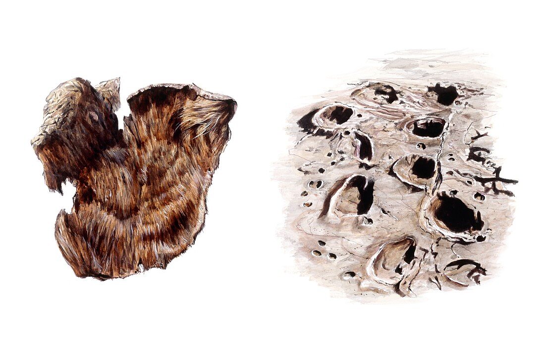 Sloth skin and mammal fossil footprints, illustration