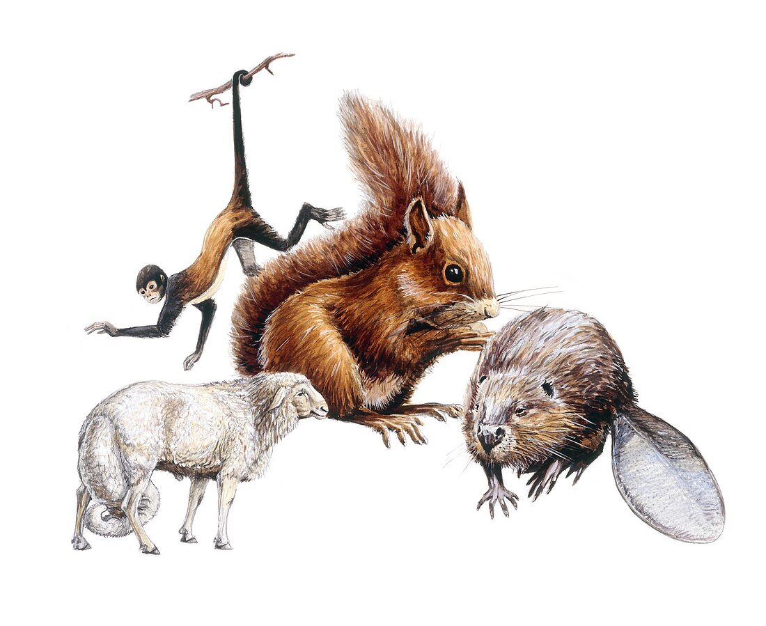 Uses of mammalian tails, illustration