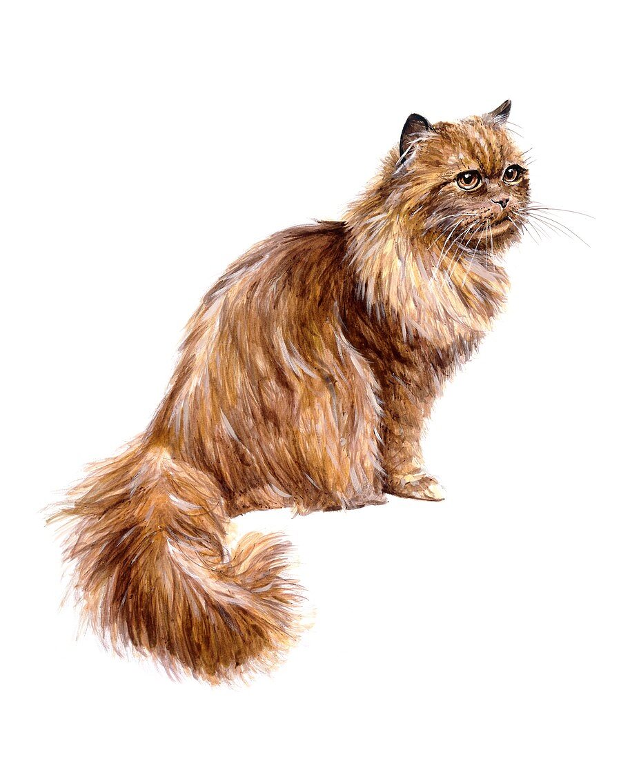Domestic cat, illustration