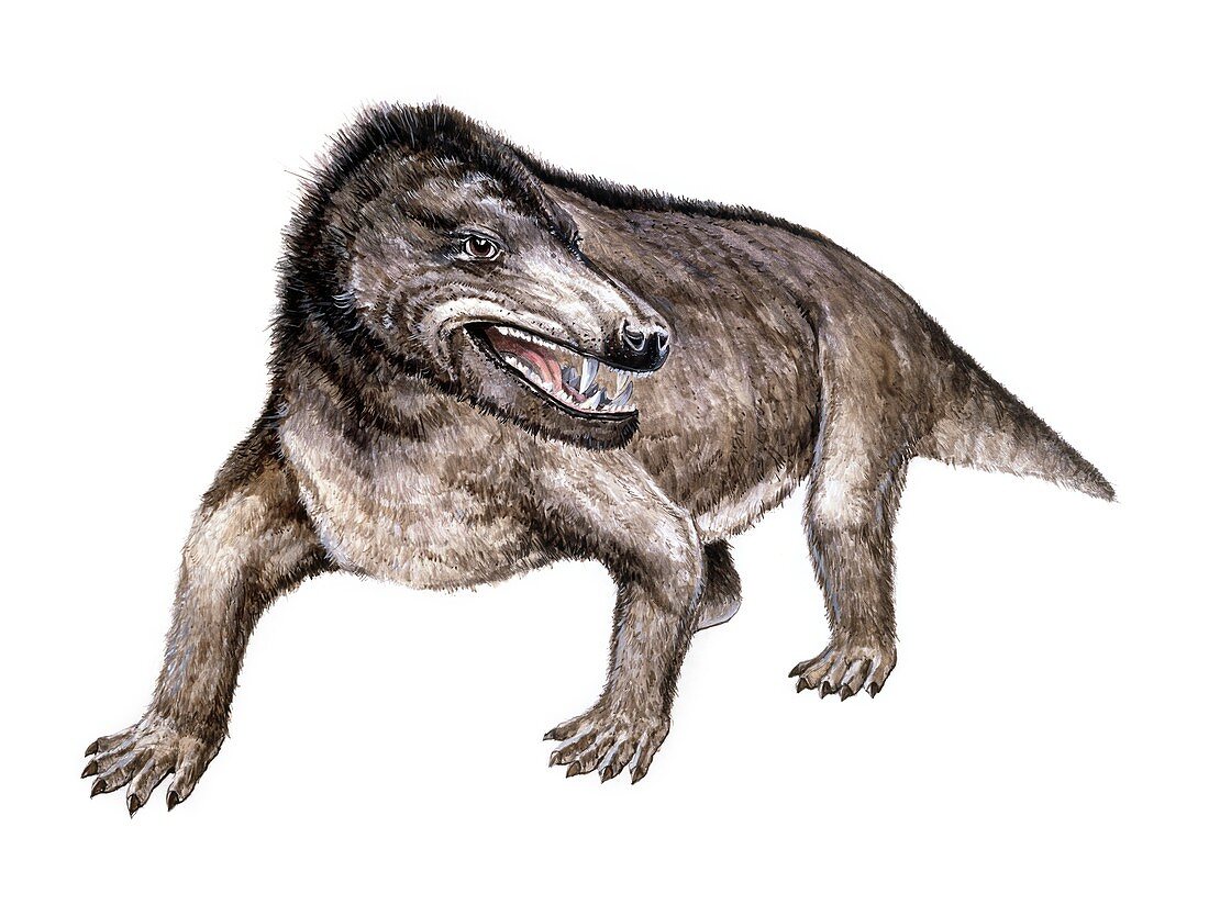 Cynognathus, illustration