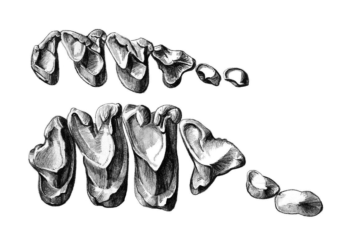 Dentition of Nesophontes and Solenodon, illustration