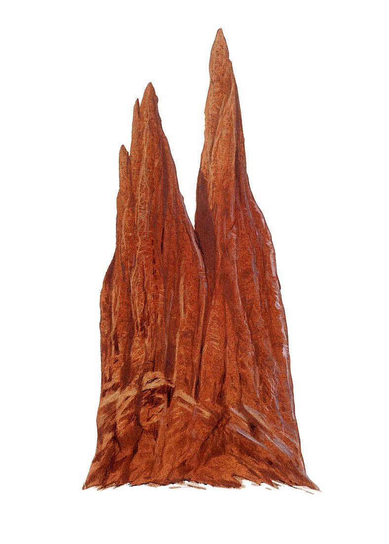 Termite mound, illustration