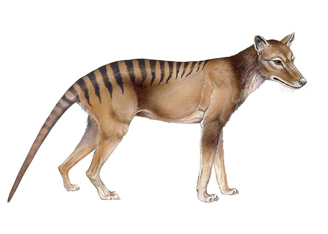 Thylacine, illustration