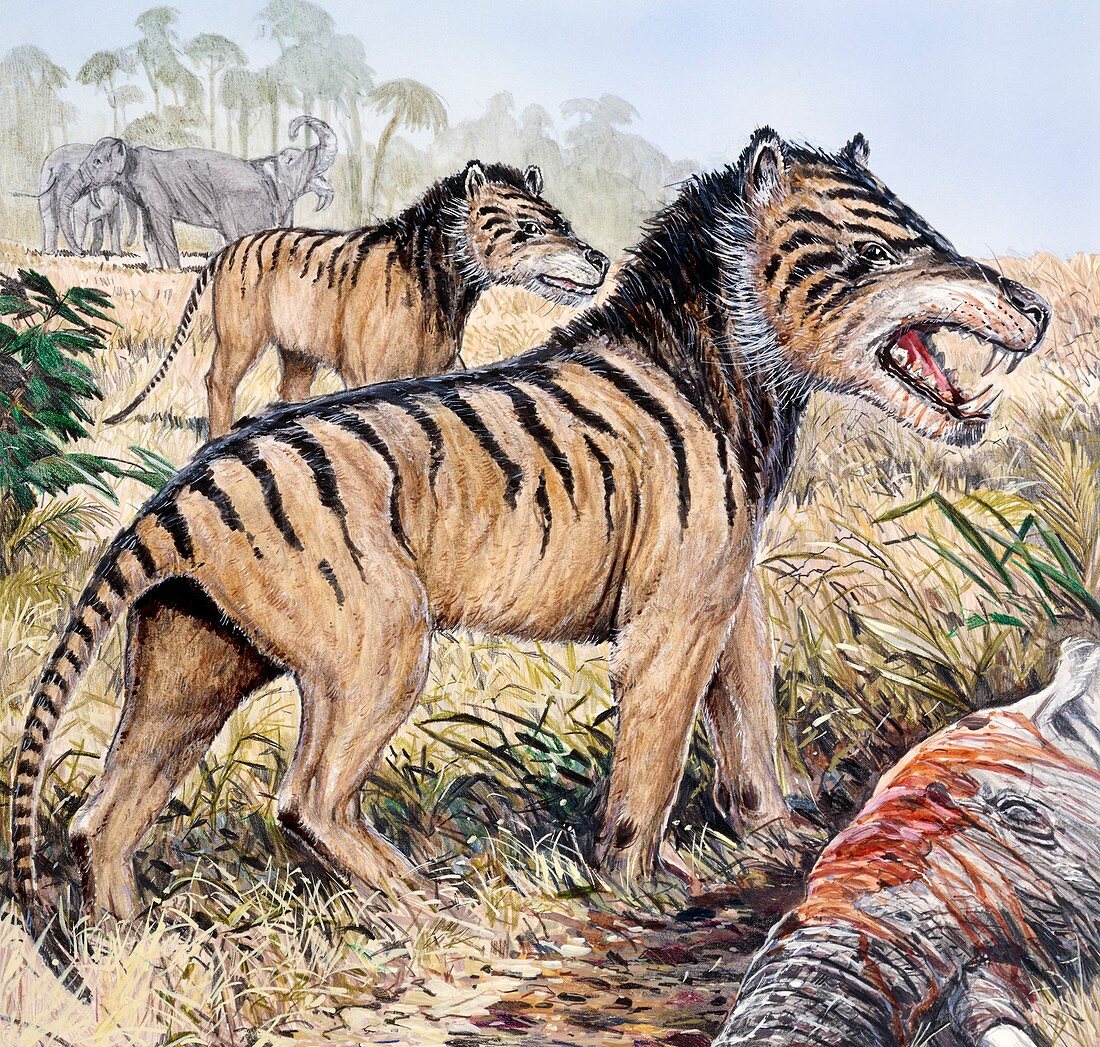 Hyaenodon, illustration