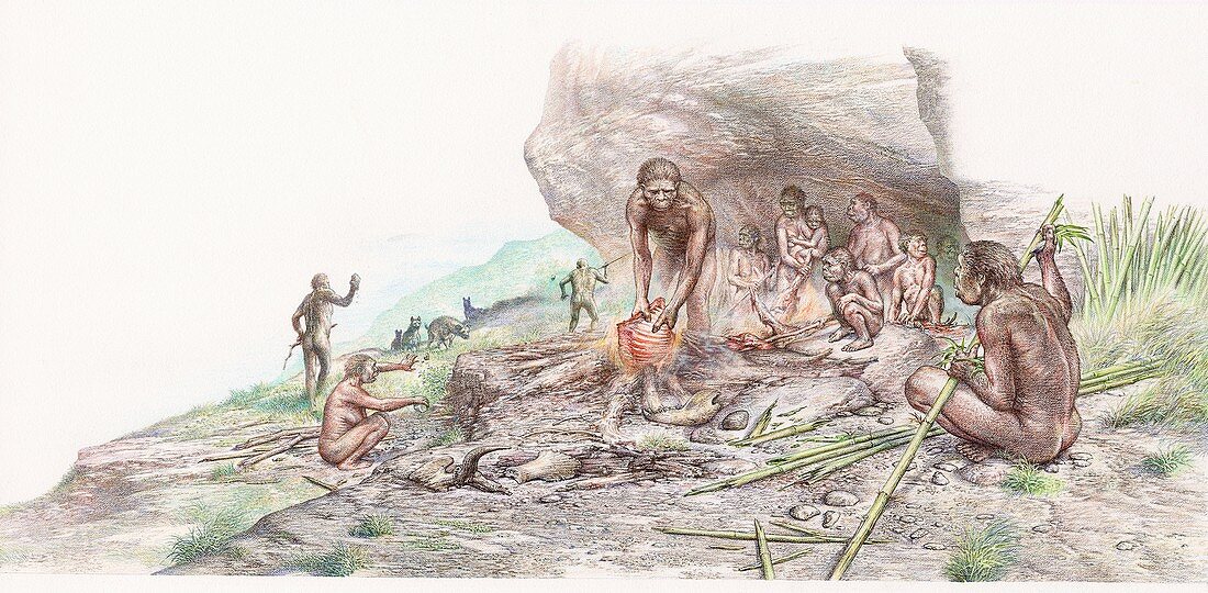Homo erectus cooking meat, illustration