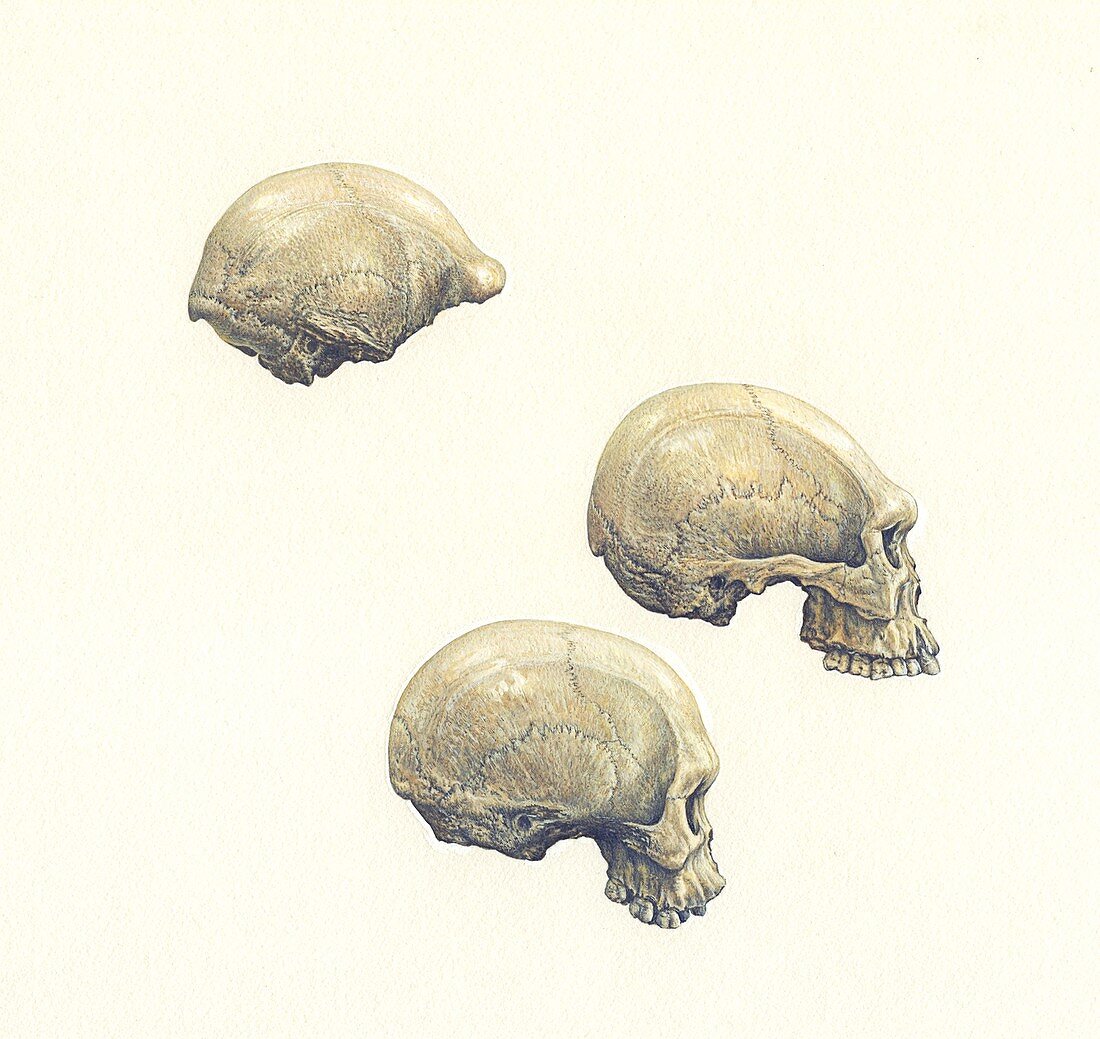 Homo erectus fossil skulls, illustration