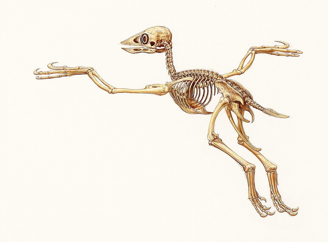 Confuciusornis bird skeleton, illustration