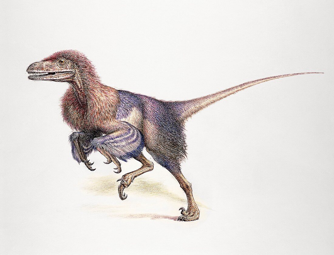 Dromaeosaur, illustration