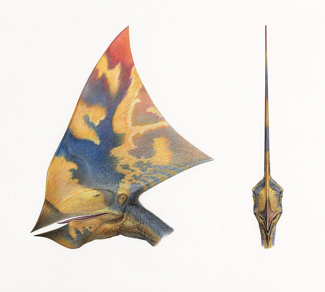 Tapejara imperator pterosaur crest, illustration