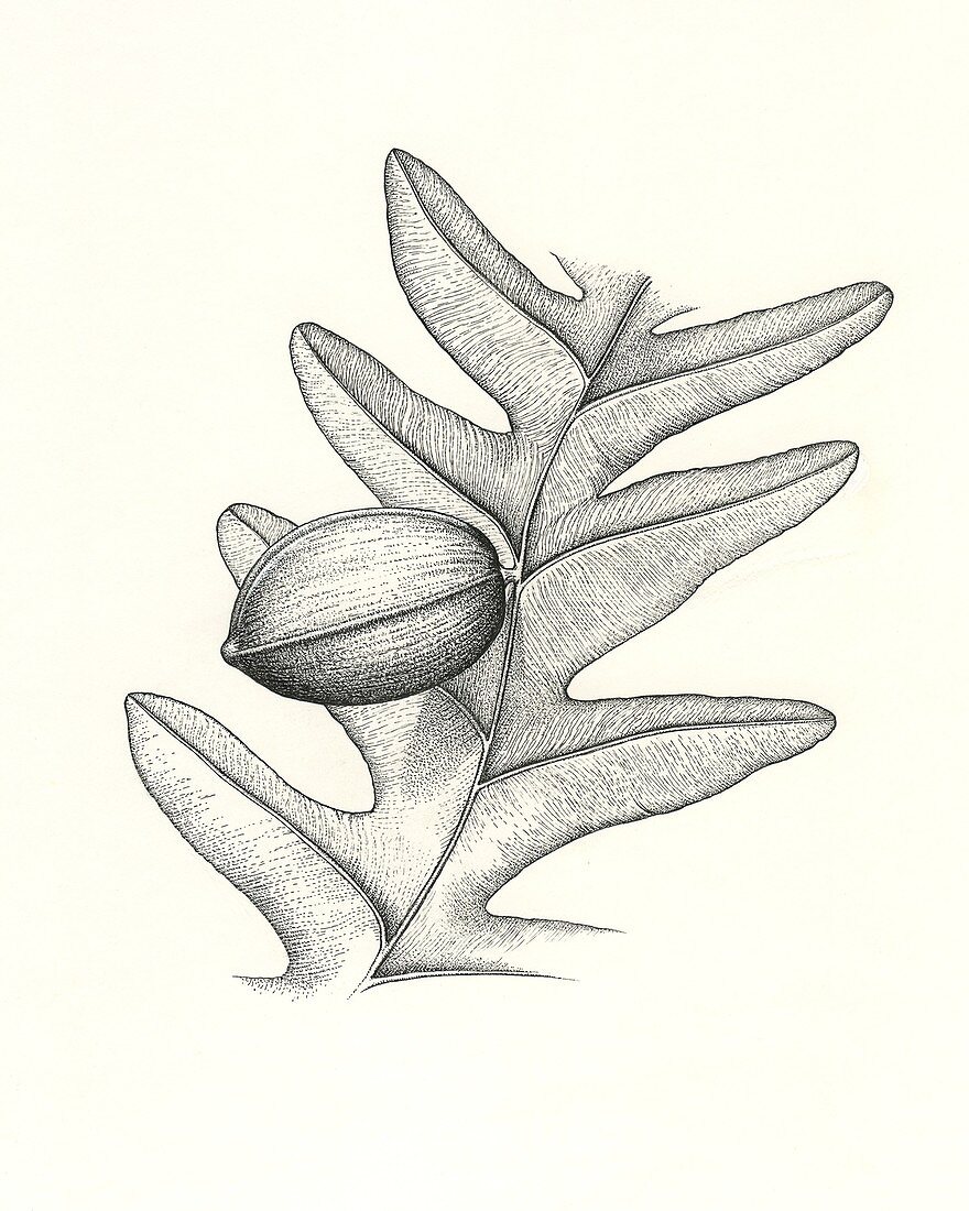 Trigonocarpus prehistoric plant and seed, illustration