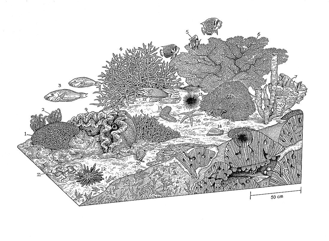 Indo-Pacific coral reef, illustration