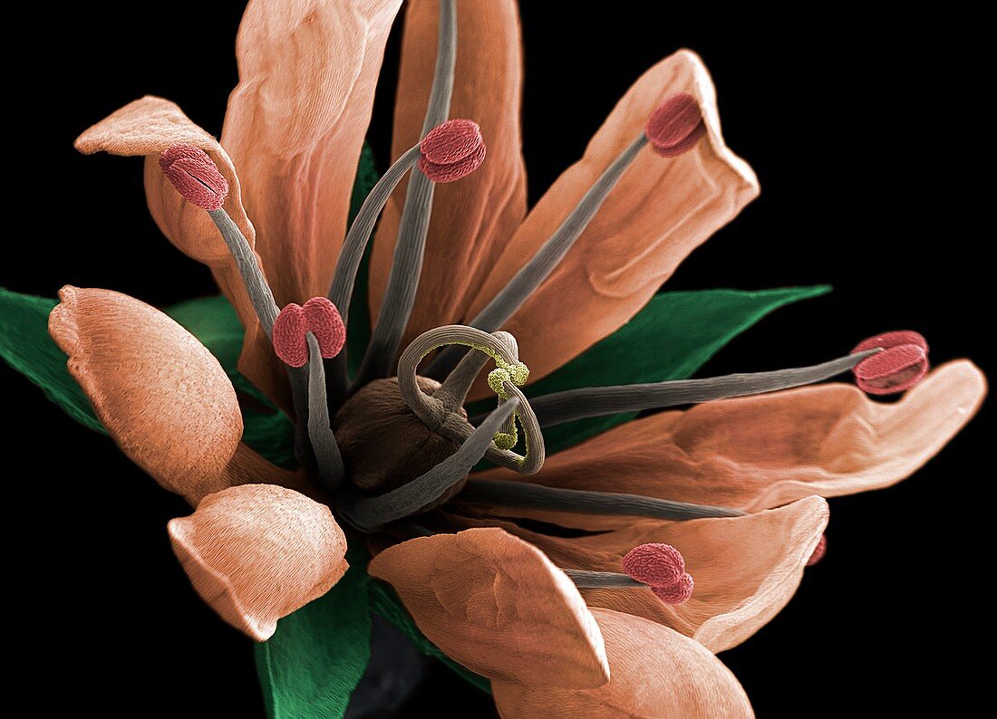 Lesser stitchwort flower, SEM