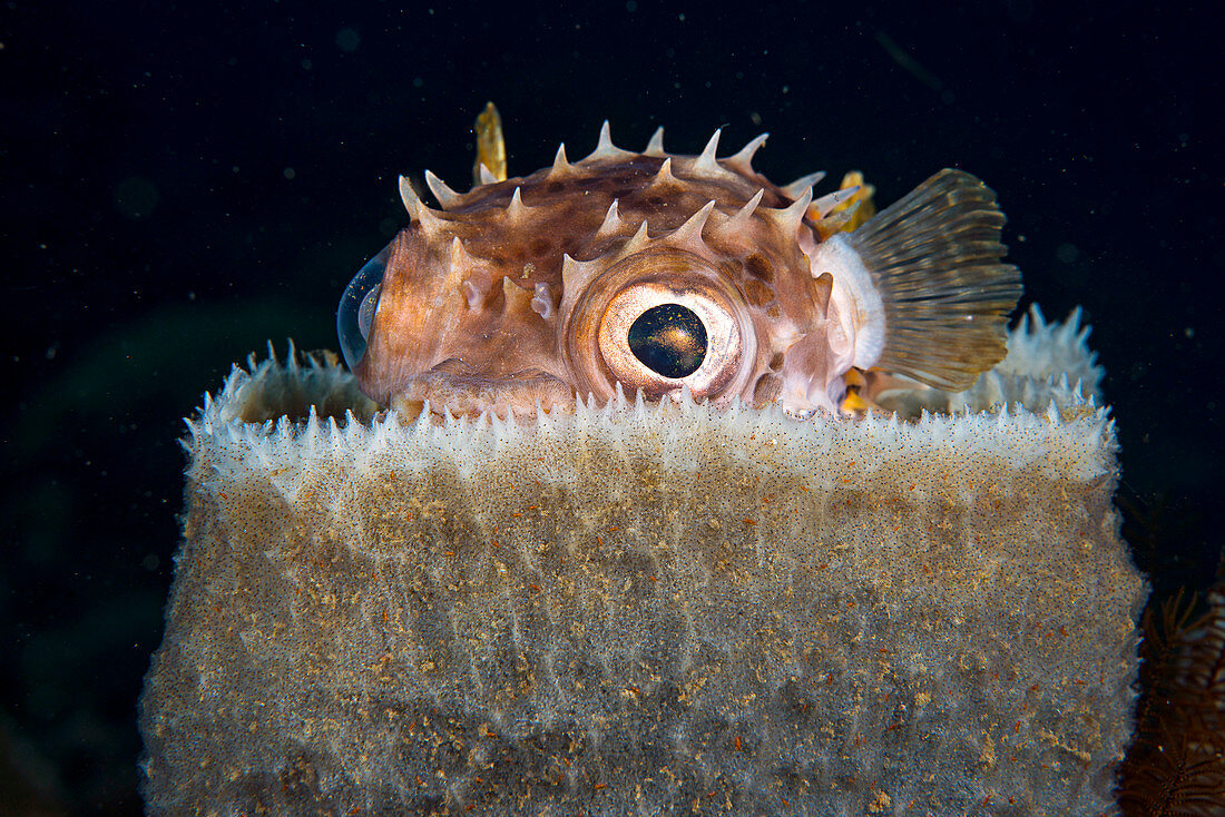 Spotbase burrfish hiding in sponge