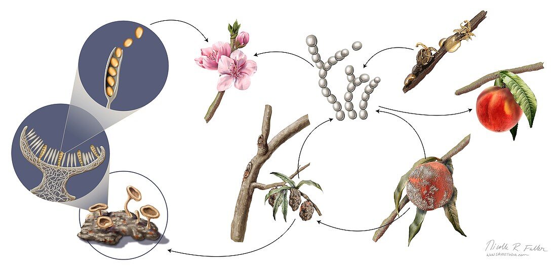 Peach brown rot life-cycle, illustration
