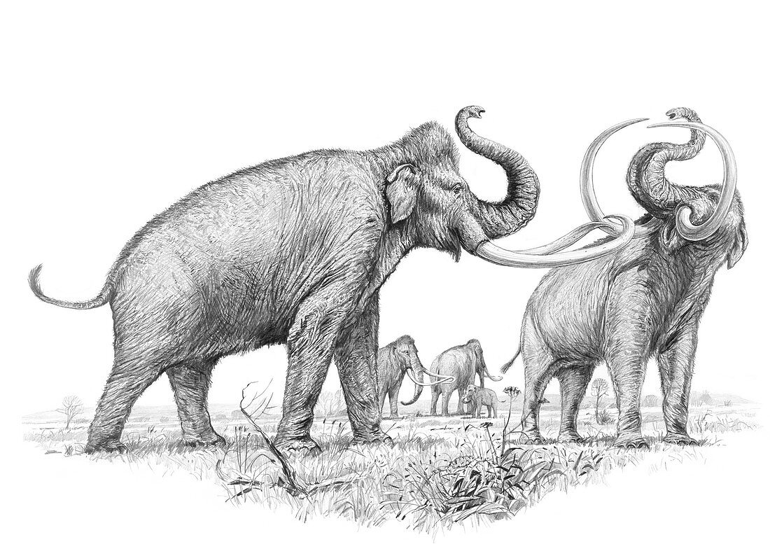 Steppe mammoths, illustration