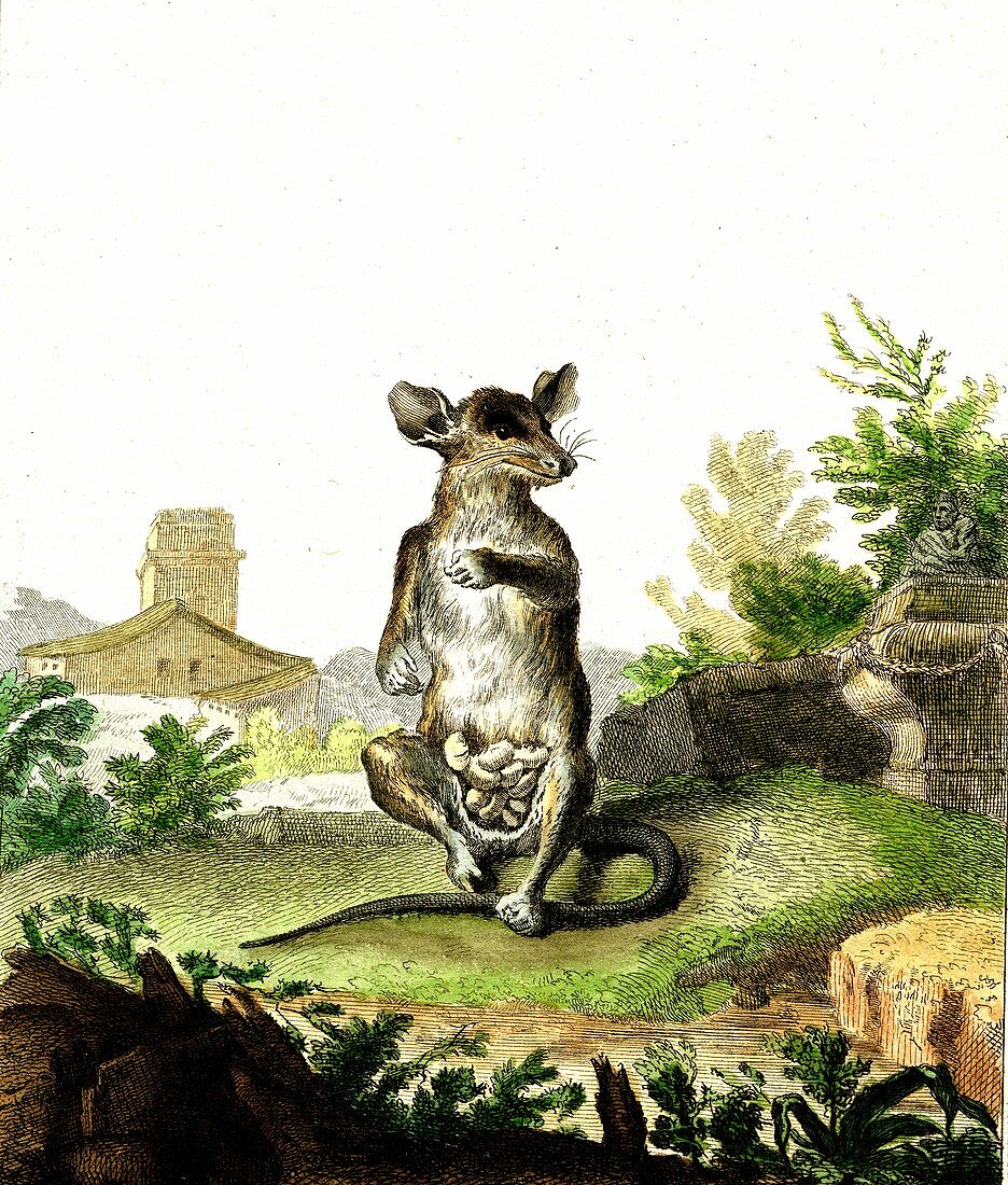 Mouse opossum, 19th Century anatomical illustration