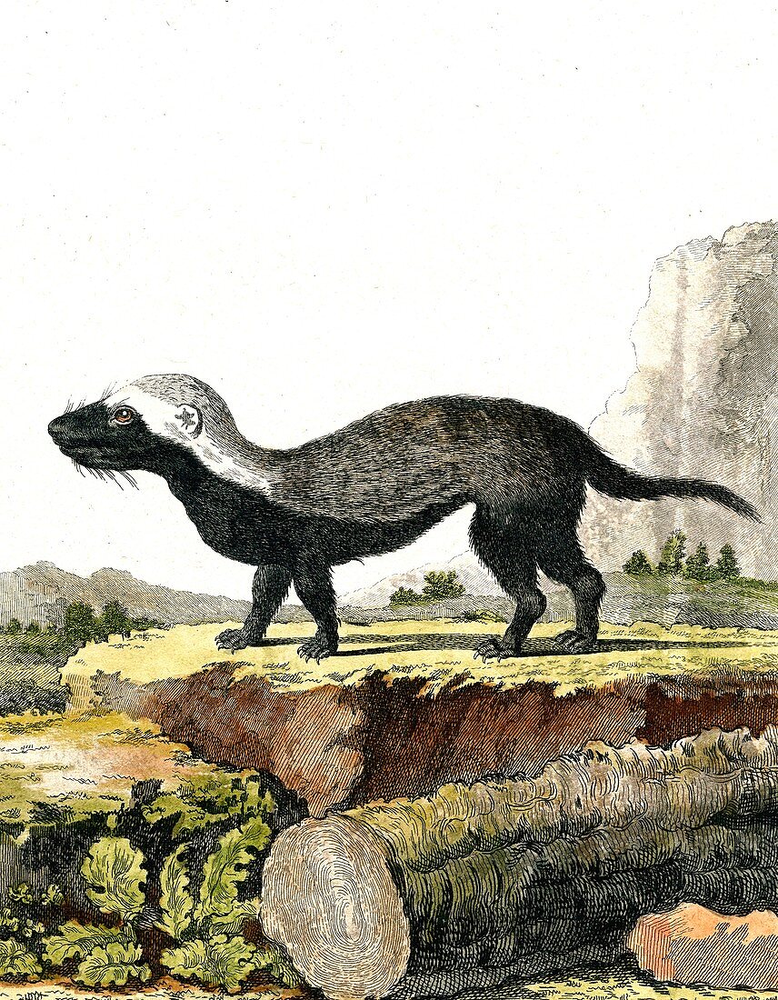 Greater grison, 19th Century illustration