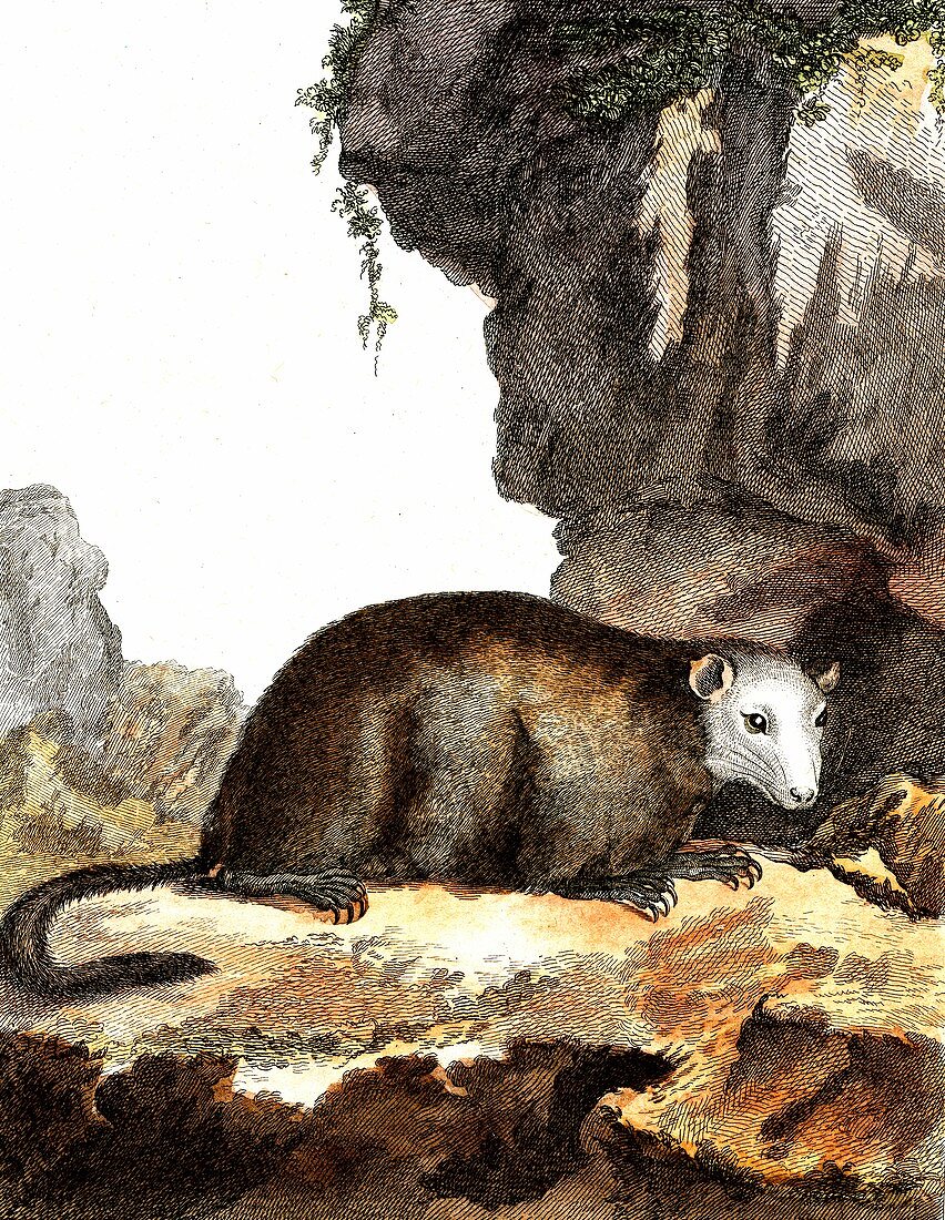 Groundhog, 19th Century illustration