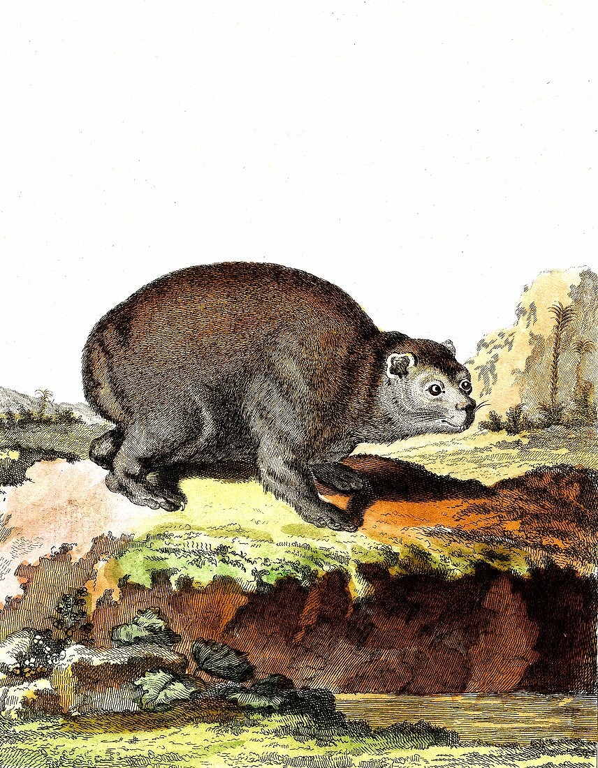 Cape Town marmot, 19th Century illustration
