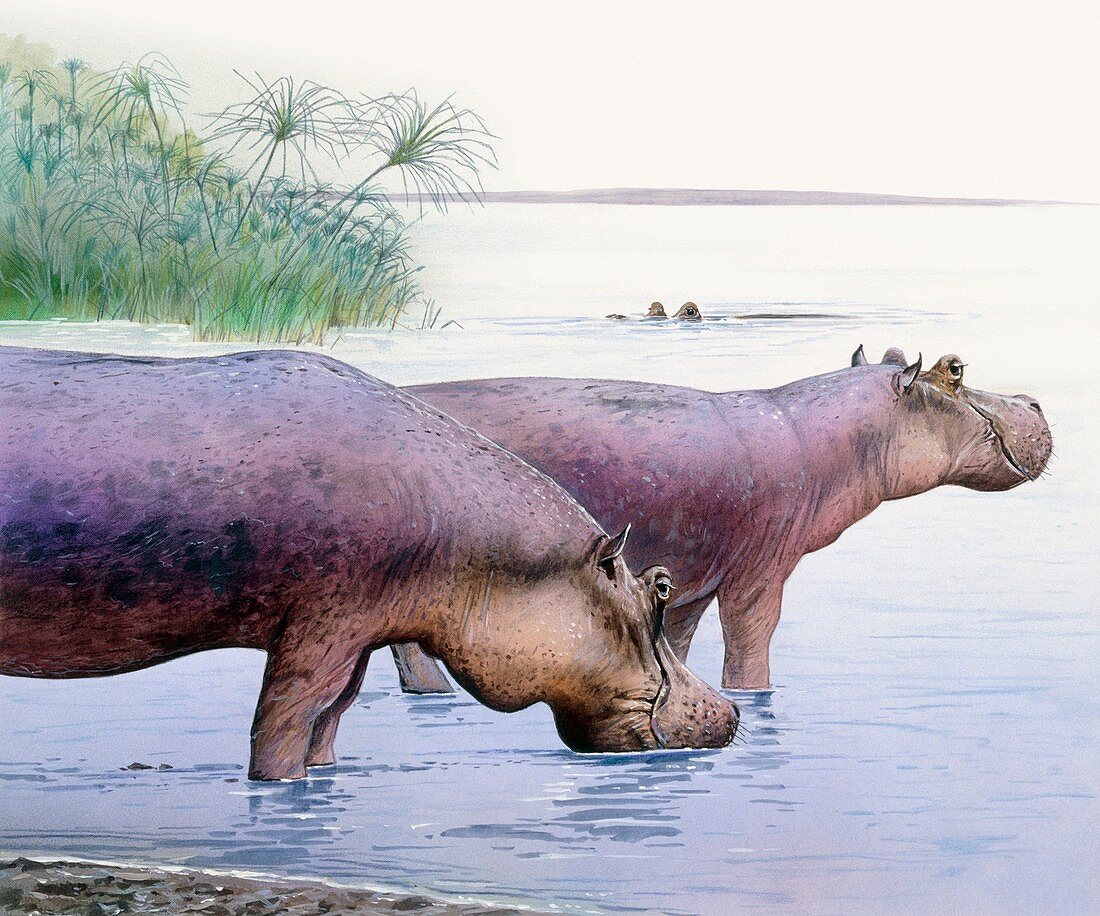 Hippopotamus gorgops, illustration