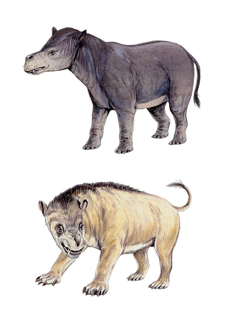 Coryphodon and Titanoides, illustration