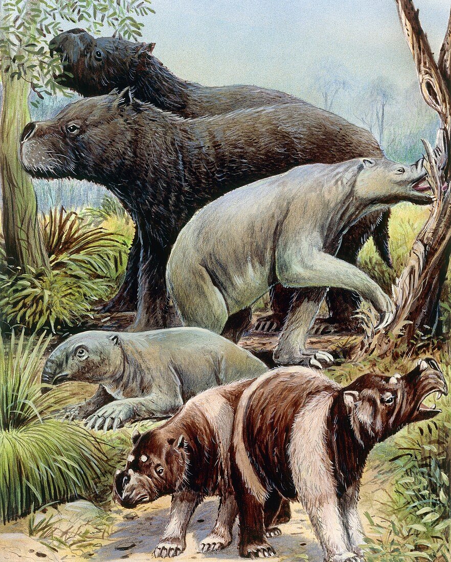Australian megafauna, illustration