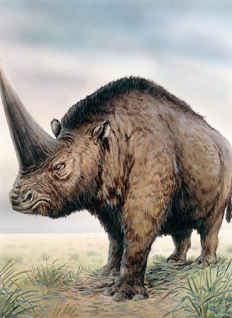Elasmotherium, illustration