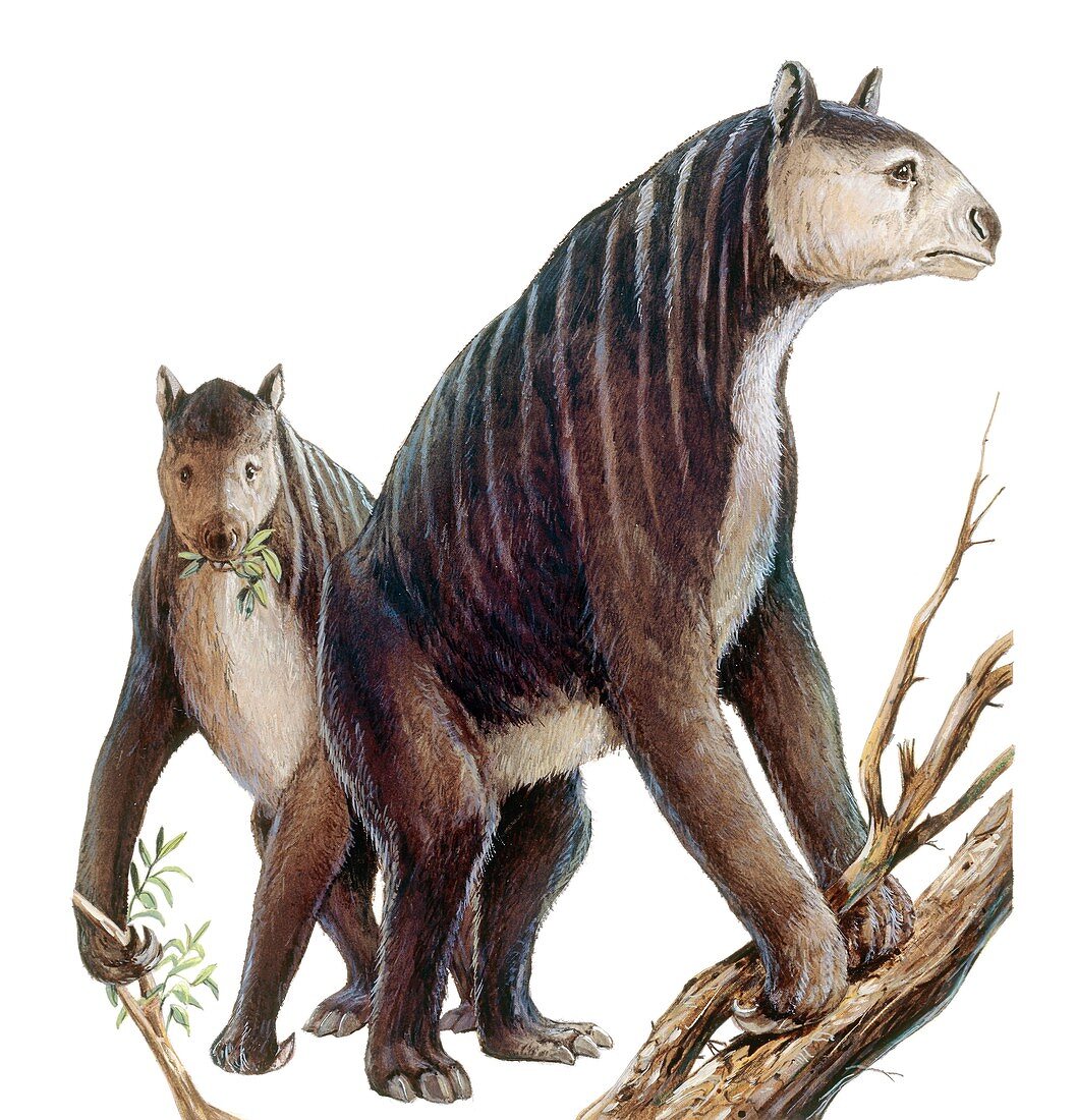 Chalicotherium grande, illustration