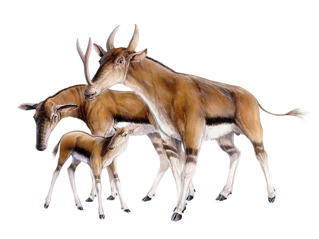 Synthetoceras, illustration