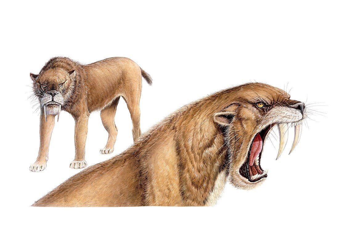 Smilodon sabretooth cat, illustration