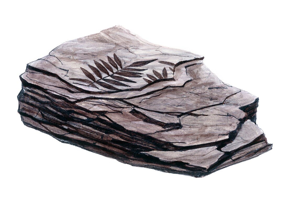 Mudstone containing fossils, illustration