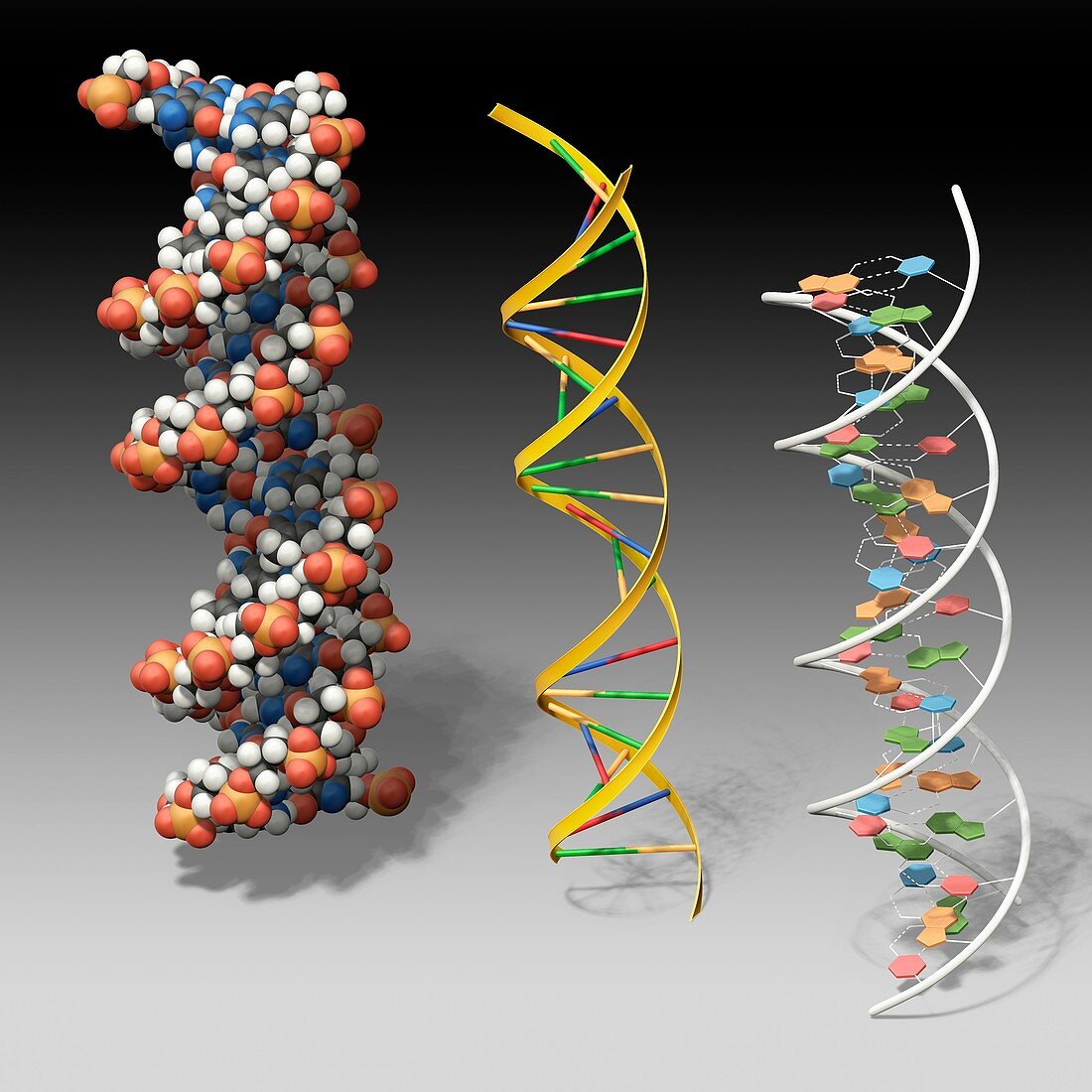 DNA models, illustration