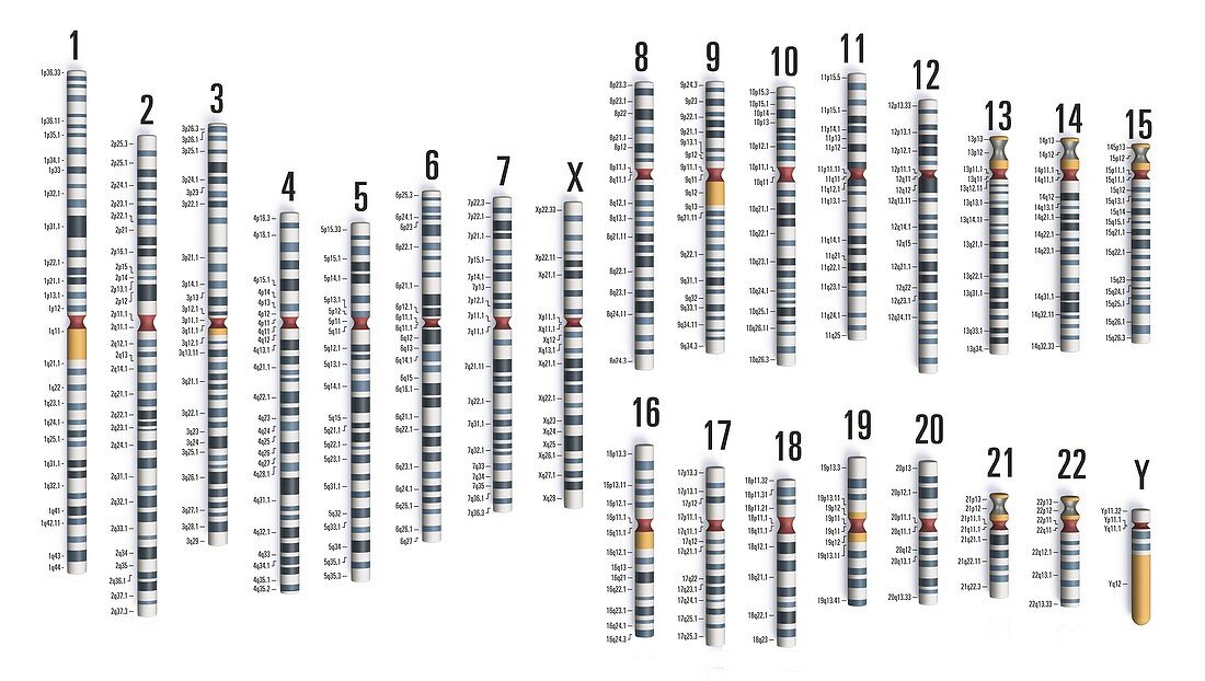 Human genome, illustration
