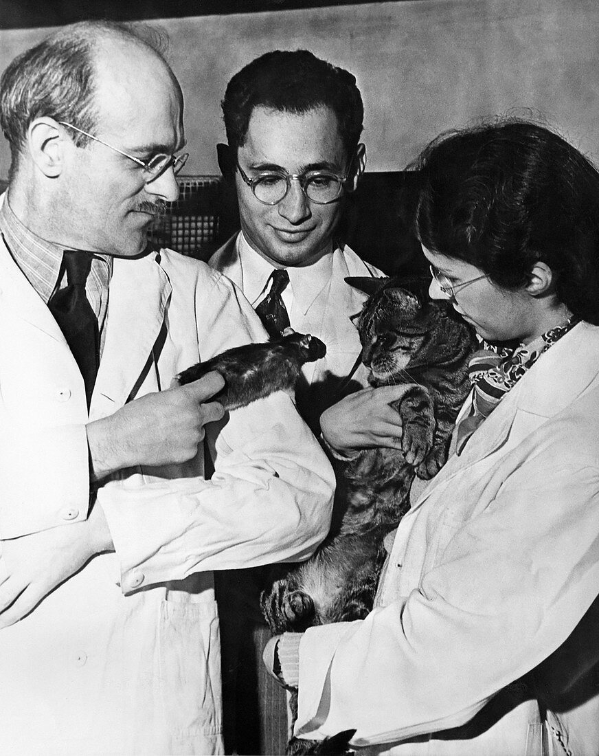 US psychologists with laboratory rat and pet cat
