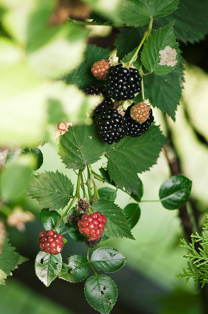 Ripening blackberry (Rubus sp.) fruit