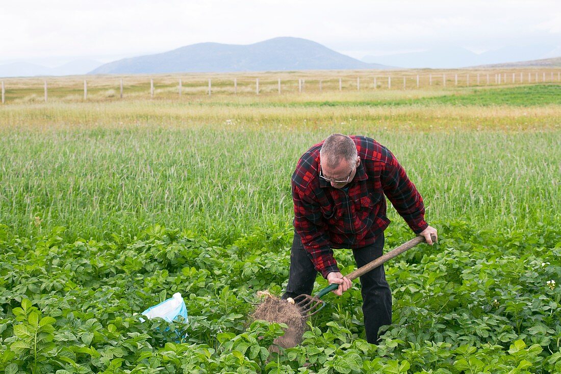Harvesting potatoes, Scotland, UK