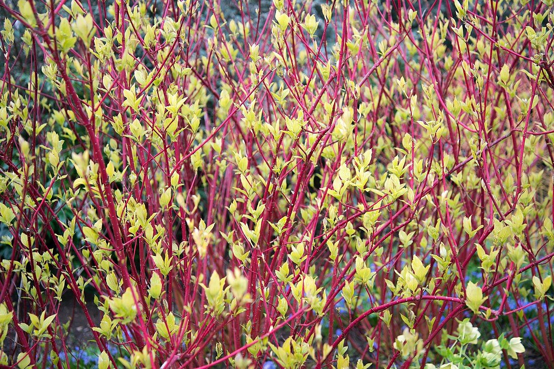 Dogwood (Cornus alba 'Baton Rouge')