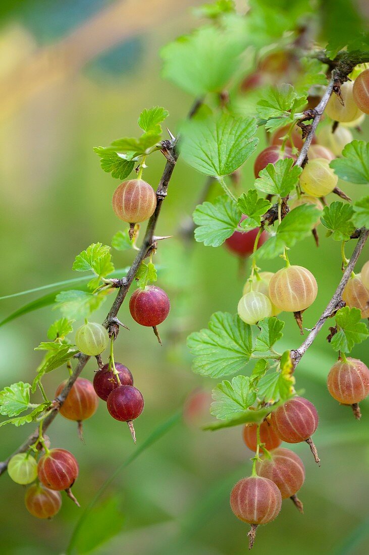 Gooseberries (Ribes uva-crispa)