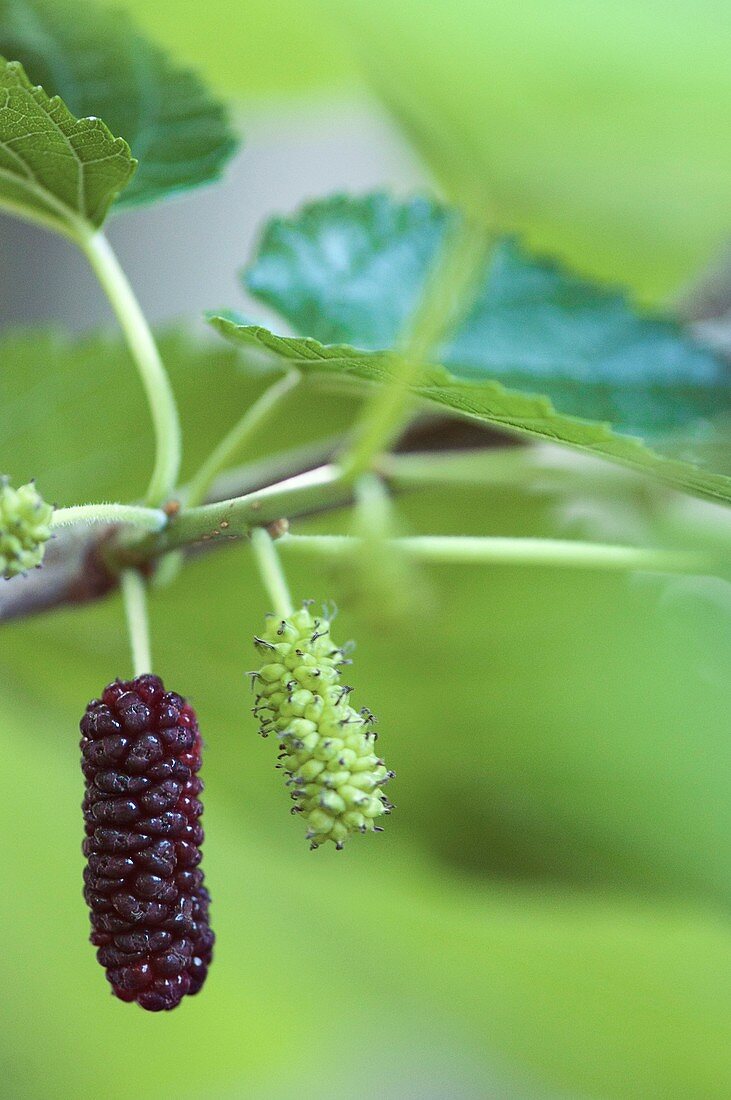 Red mulberry (Morus rubra) fruits
