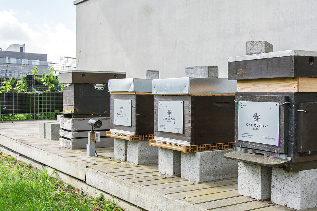 Urban bee hives