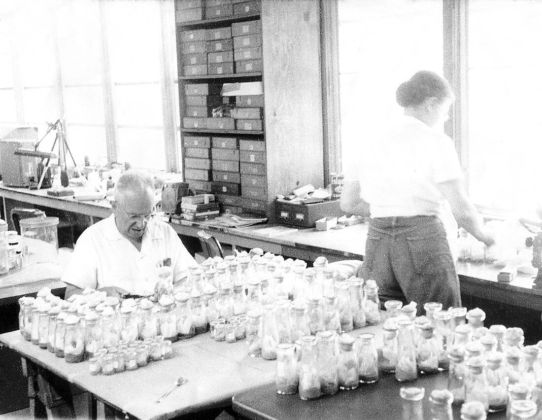 Russian-US geneticist Dobzhansky with fly jars, 1959
