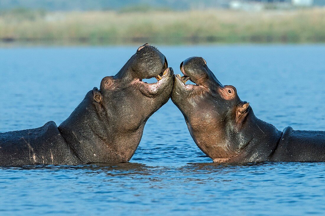 Hippopotamuses being affectionate