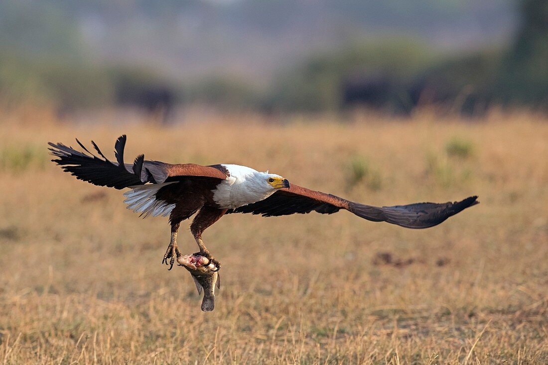 African fish eagle with prey
