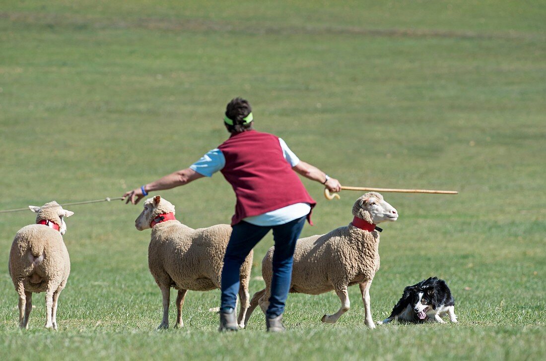 Border Collie and handler with sheep