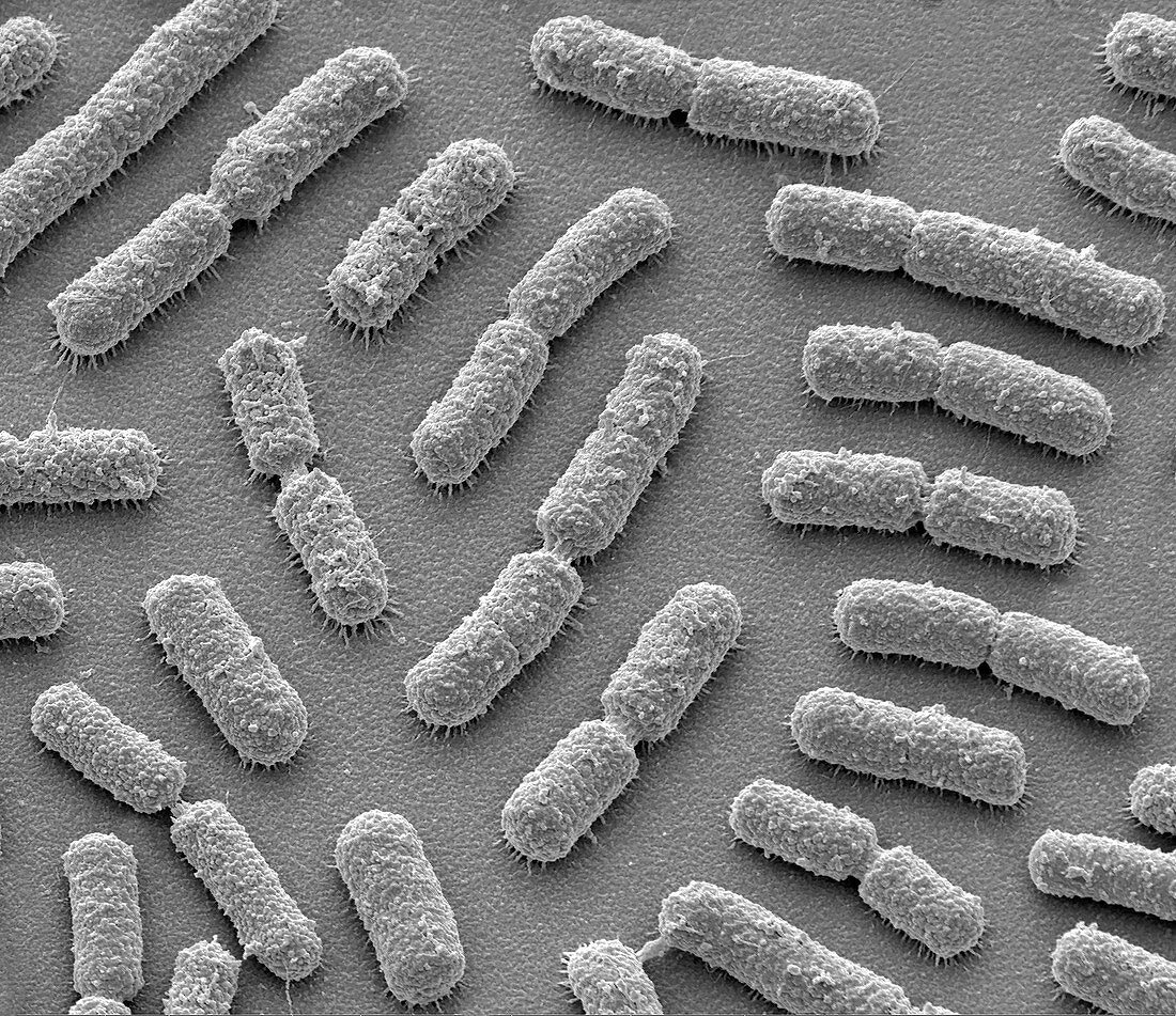 Bacillus megaterium bacteria, SEM
