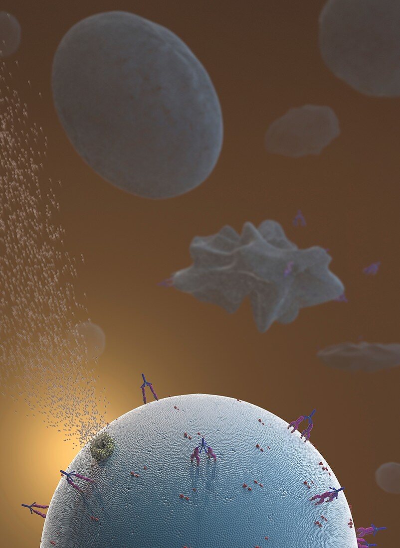 Complement system, illustration