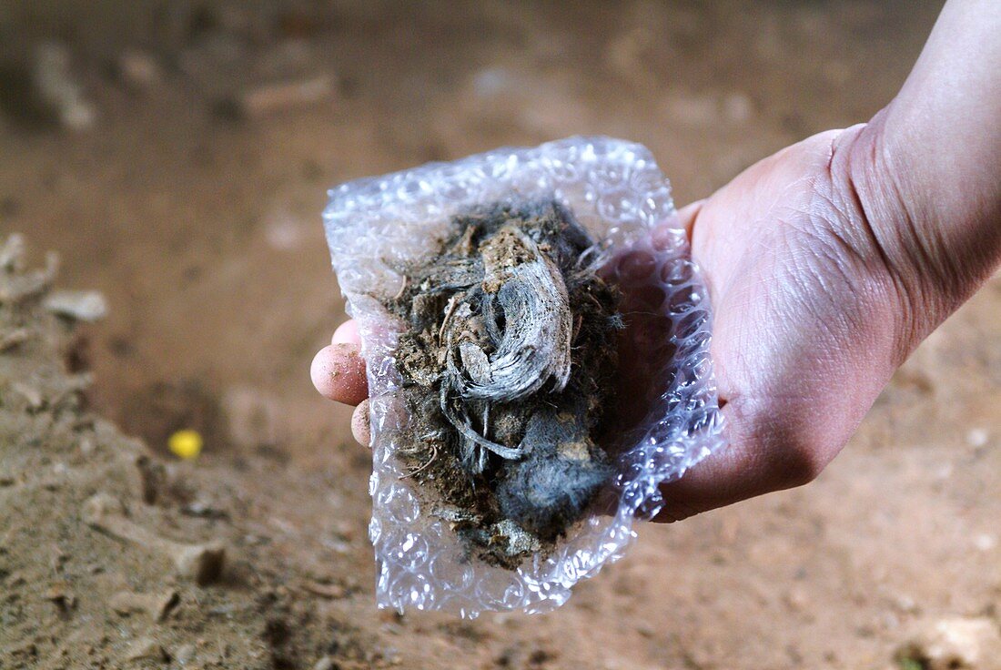 Excavated prehistoric scalp, Cova des Pas site