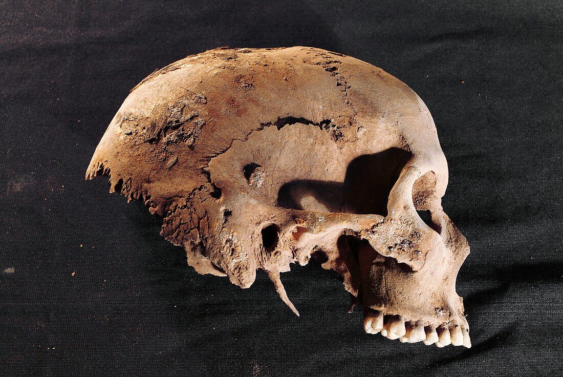 Prehistoric skull from the Cova des Pas site