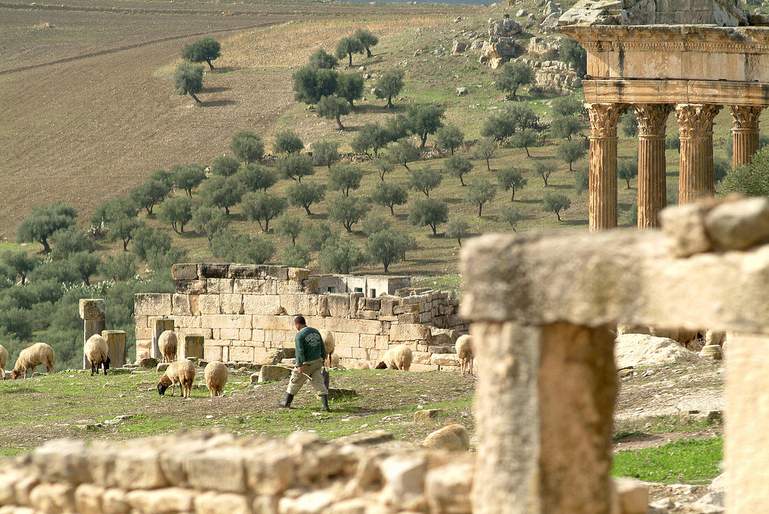 Sheep in Roman ruins at Dougga, Tunisia
